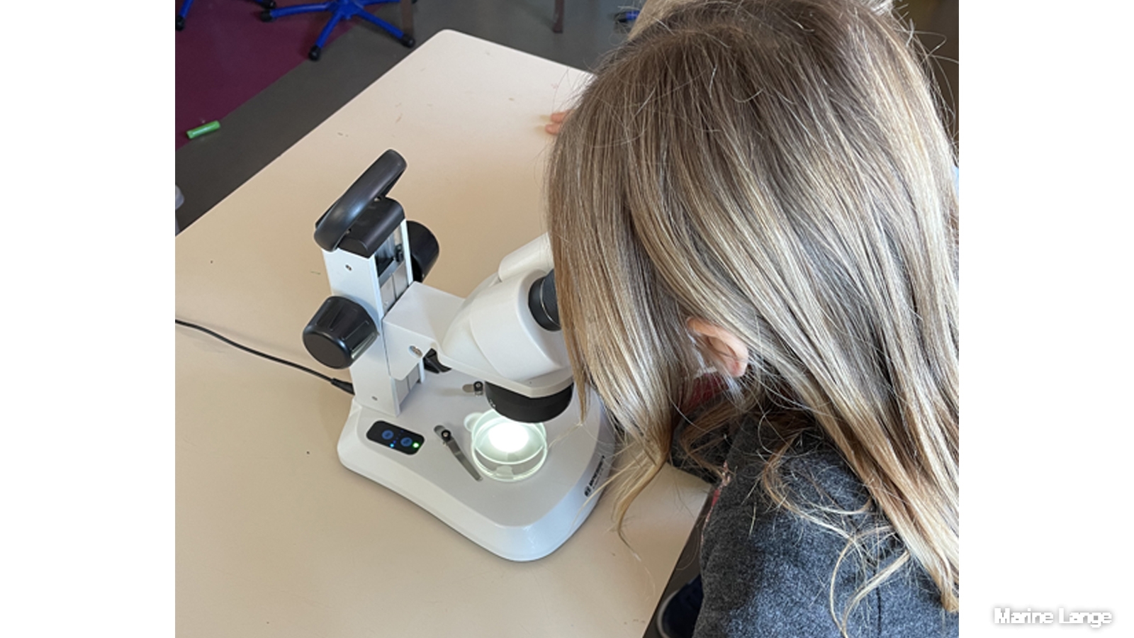 Observation du plancton