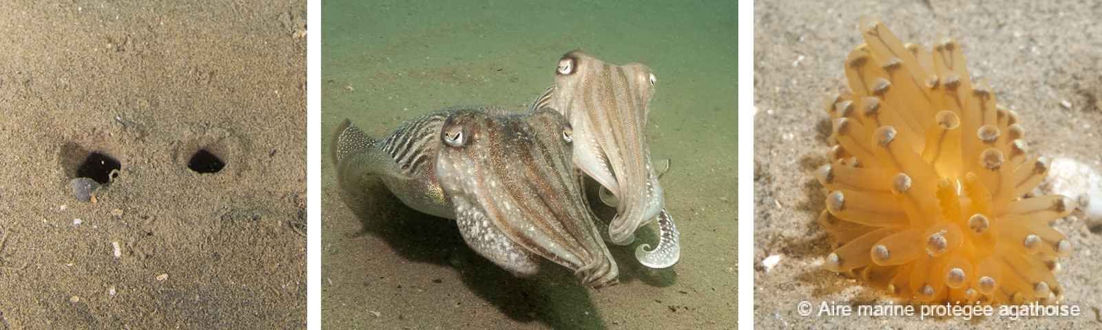 Trous de bivalve, (à gauche), seiches (au centre) et limace (à droite)