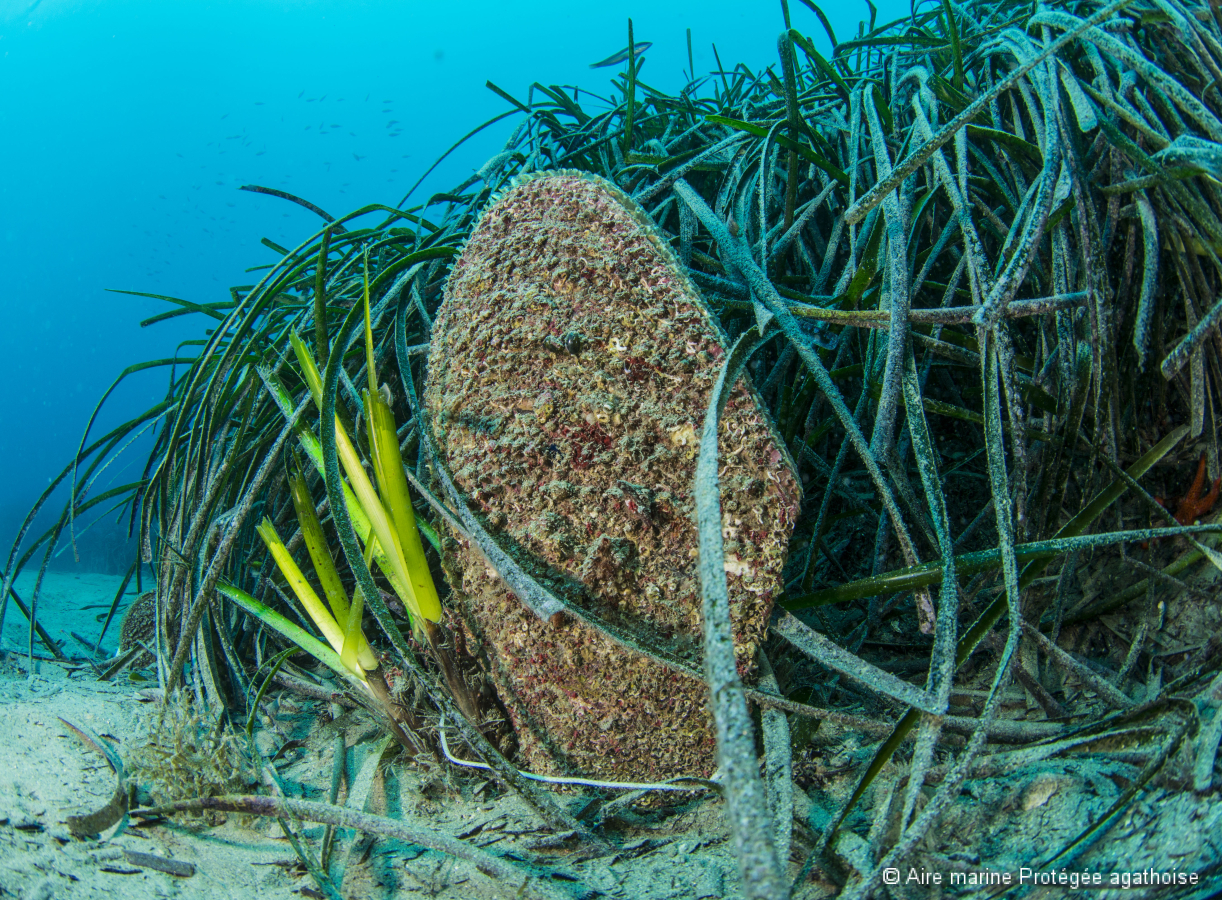 Grande nacre dans un herbier de Posidonie autour de Brescou