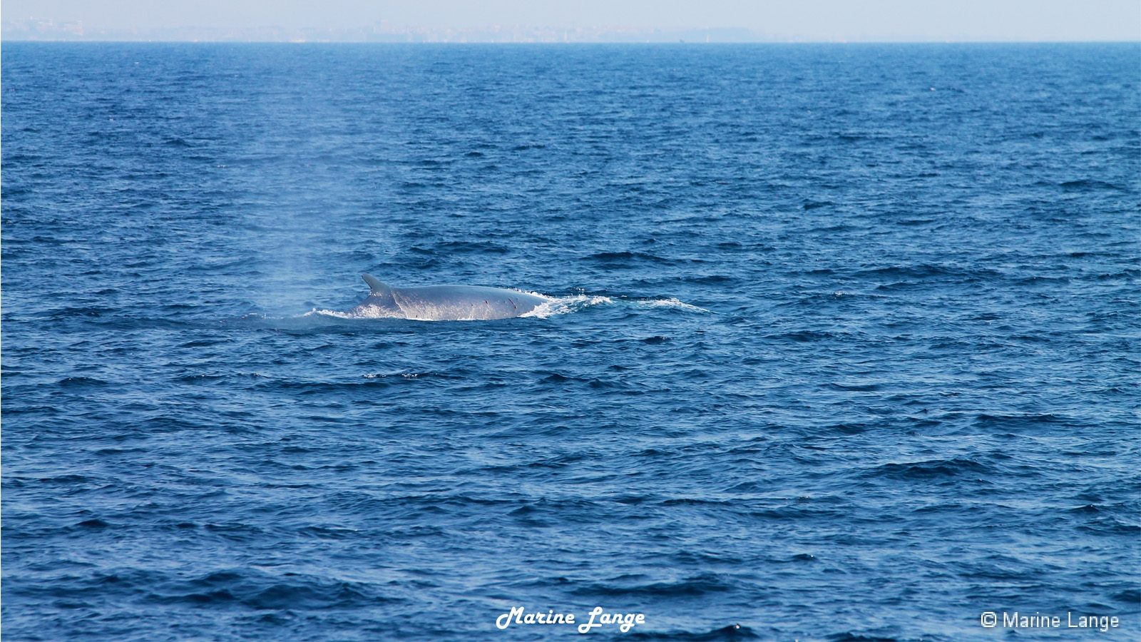 Rorqual commun en surface