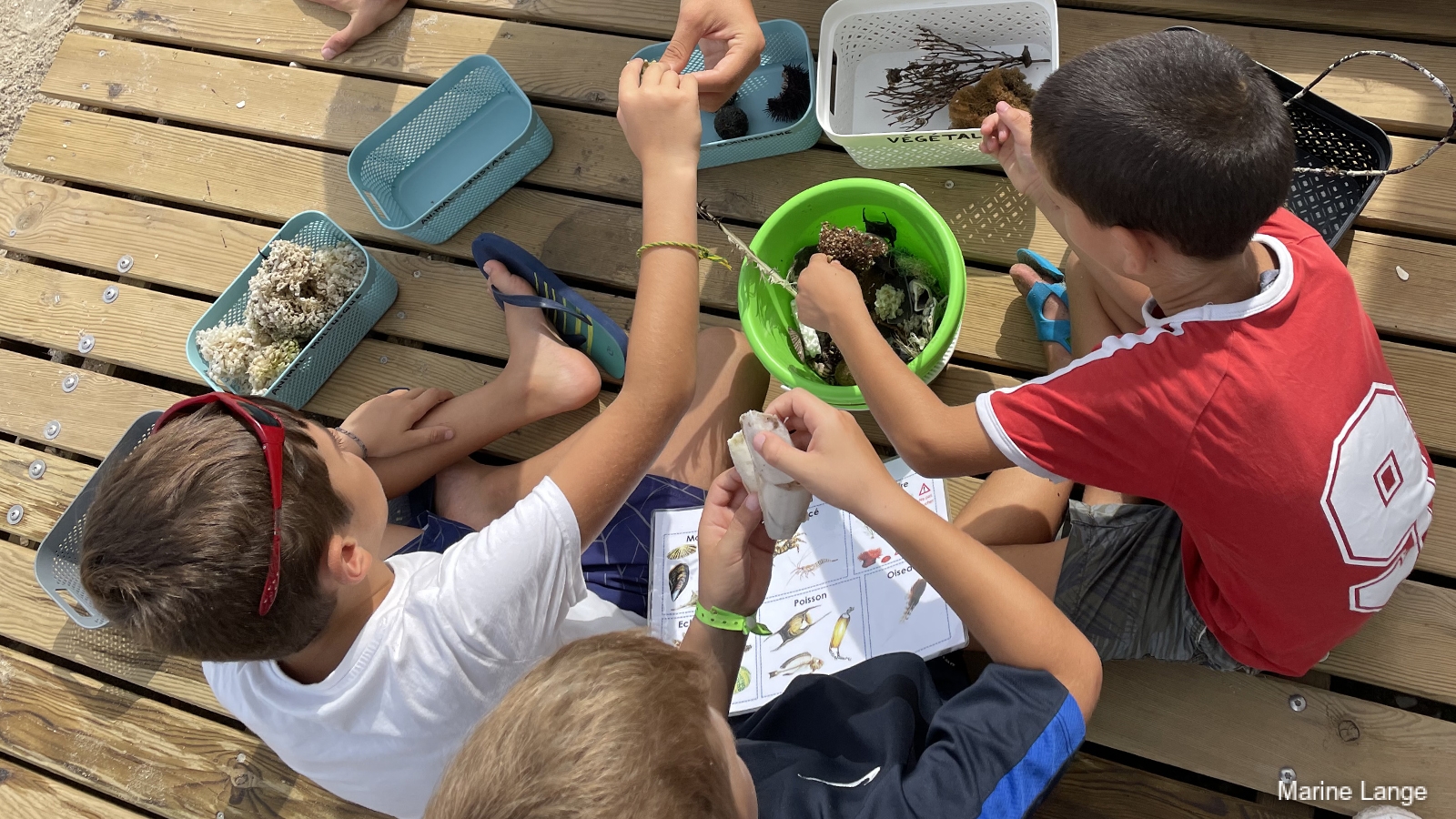 Collecte de laisses de mer sur la plage